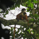 Illustration for article titled The First Ever Picture Of A Monkey Everyone Thought Might Be Extinct